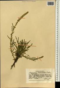 Myricaria bracteata Royle, South Asia, South Asia (Asia outside ex-Soviet states and Mongolia) (ASIA) (Afghanistan)