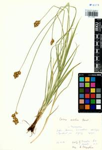 Carex leporina L., Siberia, Baikal & Transbaikal region (S4) (Russia)