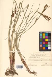 Carex rugulosa Kük., Siberia, Russian Far East (S6) (Russia)