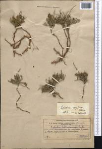 Ephedra regeliana Florin, Middle Asia, Western Tian Shan & Karatau (M3) (Kazakhstan)