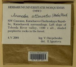 Pseudanomodon attenuatus (Hedw.) Ignatov & Fedosov, Bryophytes, Bryophytes - North Caucasus & Ciscaucasia (B12) (Russia)