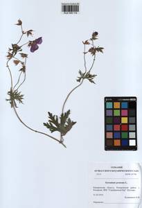 KUZ 000 114, Geranium pratense L., Siberia, Altai & Sayany Mountains (S2) (Russia)