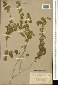 Malvella sherardiana (L.) Jaub. & Spach, Caucasus, Azerbaijan (K6) (Azerbaijan)