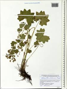 Alchemilla tichomirovii Czkalov, Eastern Europe, Middle Volga region (E8) (Russia)