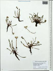 Taraxacum leucanthum (Ledeb.) Ledeb., Siberia, Baikal & Transbaikal region (S4) (Russia)
