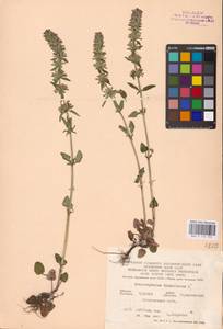 MHA 0 155 931, Dracocephalum thymiflorum L., Eastern Europe, Central forest-and-steppe region (E6) (Russia)