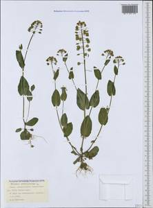 Microthlaspi perfoliatum (L.) F. K. Mey., Crimea (KRYM) (Russia)