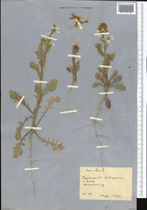 Eruca vesicaria subsp. sativa (Mill.) Thell., Middle Asia, Karakum (M6) (Turkmenistan)