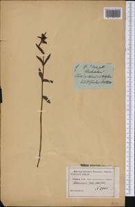 Rhinanthus minor subsp. minor, America (AMER) (United States)