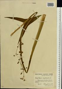 Sagittaria sagittifolia L., Eastern Europe, Moscow region (E4a) (Russia)