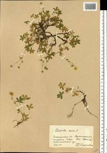 Potentilla aurea L., Eastern Europe, West Ukrainian region (E13) (Ukraine)