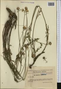 Cephalaria uralensis (Murray) Roem. & Schult., Western Europe (EUR) (Romania)
