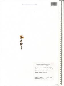 Hypericum nummularioides Trautv., Caucasus, Stavropol Krai, Karachay-Cherkessia & Kabardino-Balkaria (K1b) (Russia)
