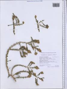 Thymbra capitata (L.) Cav., Western Europe (EUR) (Greece)