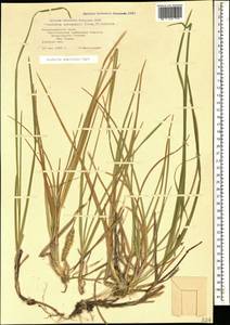 Sesleria alba Sm., Caucasus, Black Sea Shore (from Novorossiysk to Adler) (K3) (Russia)