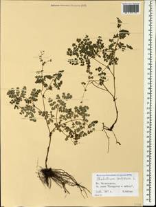 Thalictrum foetidum L., Caucasus, Stavropol Krai, Karachay-Cherkessia & Kabardino-Balkaria (K1b) (Russia)