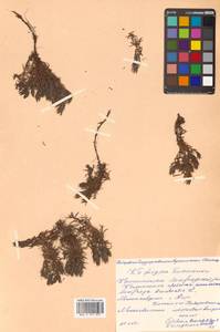 Saxifraga bronchialis L., Siberia, Russian Far East (S6) (Russia)