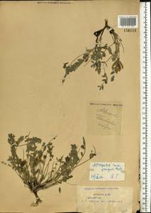 Astragalus rupifragus Pall., Eastern Europe, Eastern region (E10) (Russia)