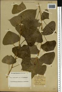 Populus nigra L., Eastern Europe, Eastern region (E10) (Russia)