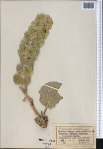 Phlomoides molucelloides (Bunge) Salmaki, Middle Asia, Kopet Dag, Badkhyz, Small & Great Balkhan (M1) (Turkmenistan)