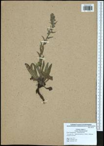 Echium vulgare L., Eastern Europe, Central region (E4) (Russia)