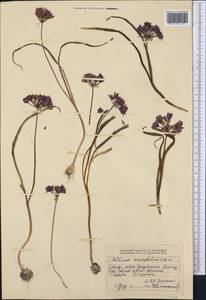 Allium oreophilum C.A.Mey., Middle Asia, Dzungarian Alatau & Tarbagatai (M5) (Kazakhstan)