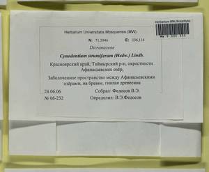Cynodontium strumiferum (Hedw.) Lindb., Bryophytes, Bryophytes - Krasnoyarsk Krai, Tyva & Khakassia (B17) (Russia)