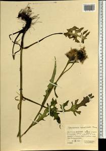 Saussurea acuminata Turcz. ex Fisch. & C. A. Mey., Mongolia (MONG) (Mongolia)