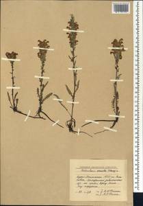 Pedicularis venusta Schangin ex Bunge, Siberia, Baikal & Transbaikal region (S4) (Russia)