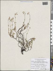 Helianthemum rupifragum A.Kern., Eastern Europe, Central forest-and-steppe region (E6) (Russia)