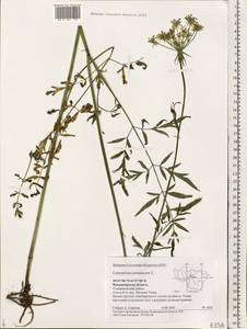 Silphiodaucus prutenicus subsp. prutenicus, Eastern Europe, Central region (E4) (Russia)