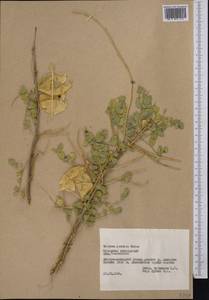 Colutea paulsenii subsp. orbiculata (Sumnev.)Yakovlev, Middle Asia, Pamir & Pamiro-Alai (M2) (Tajikistan)