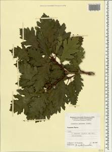 Quercus petraea (Matt.) Liebl., Crimea (KRYM) (Russia)