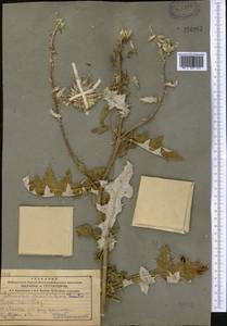 Echinops chantavicus Trautv., Middle Asia, Northern & Central Tian Shan (M4) (Kazakhstan)