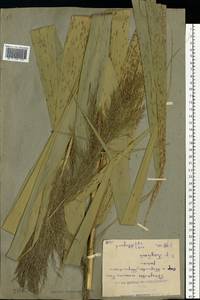 Phragmites australis (Cav.) Trin. ex Steud., Eastern Europe, Rostov Oblast (E12a) (Russia)