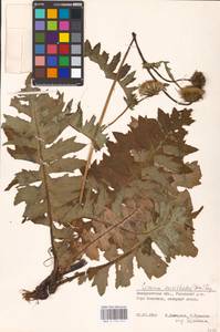 Cirsium erisithales (Jacq.) Scop., Eastern Europe, West Ukrainian region (E13) (Ukraine)