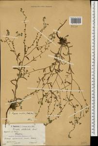 Lappula barbata (M. Bieb.) Gürke, Caucasus, Armenia (K5) (Armenia)
