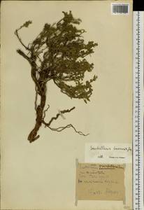 Scutellaria tuvensis Juz., Siberia, Altai & Sayany Mountains (S2) (Russia)