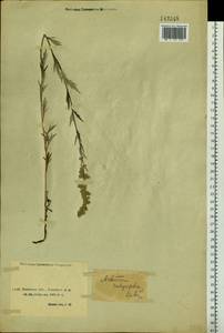 Artemisia integrifolia L., Siberia, Baikal & Transbaikal region (S4) (Russia)