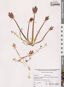 Coptidium pallasii (Schltdl.) Á.Löve & D.Löve, Siberia, Chukotka & Kamchatka (S7) (Russia)