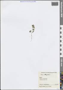 Vicia lathyroides L., Crimea (KRYM) (Russia)