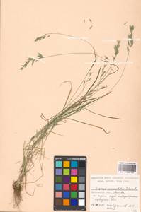 Bromus commutatus Schrad., Eastern Europe, Moscow region (E4a) (Russia)