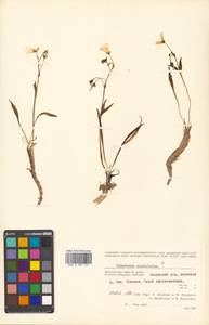 Claytonia acutifolia Pall. ex Willd., Siberia, Chukotka & Kamchatka (S7) (Russia)