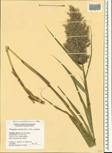 Phragmites australis (Cav.) Trin. ex Steud., Crimea (KRYM) (Russia)