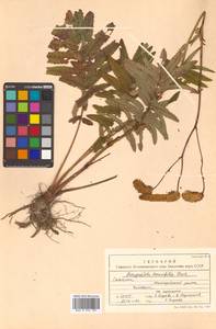 Poterium tenuifolium (Fisch. ex Link) Franch. & Sav., Siberia, Russian Far East (S6) (Russia)