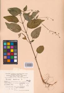 Circaea lutetiana L., Eastern Europe, West Ukrainian region (E13) (Ukraine)