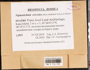 Niphotrichum ericoides (Brid.) Bedn.-Ochyra & Ochyra, Bryophytes, Bryophytes - European North East (B7) (Russia)