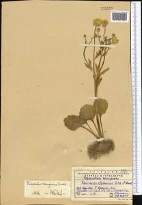 Ranunculus czimganicus Ovcz., Middle Asia, Western Tian Shan & Karatau (M3) (Kazakhstan)