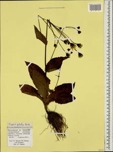 Crepis caucasica C. A. Mey., Caucasus, Krasnodar Krai & Adygea (K1a) (Russia)