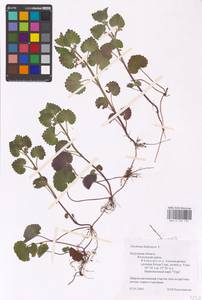 MHA 0 155 731, Glechoma hederacea L., Eastern Europe, Central region (E4) (Russia)